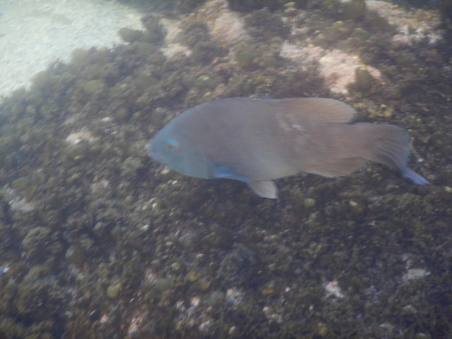 Achoerodus viridis