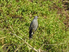 Rostrhamus sociabilis