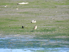 Hymenops perspicillatus