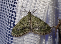 Acasis viretata