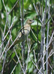 Sporophila cinnamomea