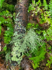 Usnea hirta