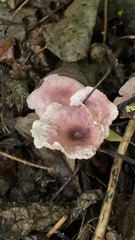 Mycena pura