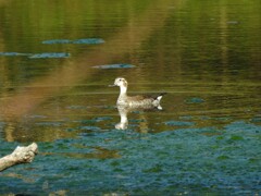 Callonetta leucophrys