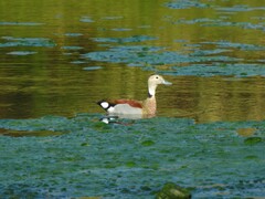 Callonetta leucophrys
