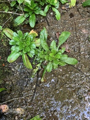 Micranthes micranthidifolia