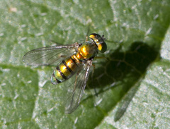 Condylostylus caudatus