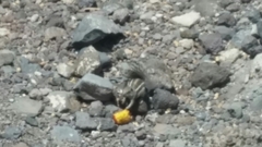 Atlantoxerus getulus