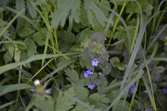 Glechoma hederacea