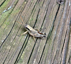 Melanoplus scudderi