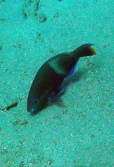 Scarus fuscopurpureus