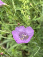 Agalinis heterophylla