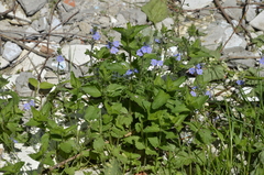 Veronica chamaedrys