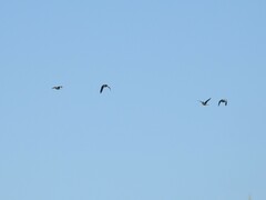 Callonetta leucophrys