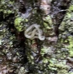 Enchytraeidae