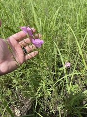 Agalinis heterophylla