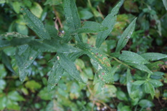 Asteromyia carbonifera