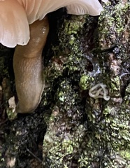 Enchytraeidae