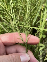 Agalinis heterophylla