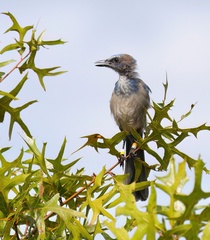 Aphelocoma coerulescens