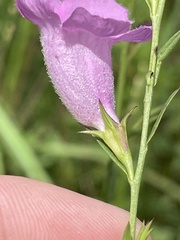 Agalinis heterophylla