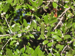 Quercus fusiformis