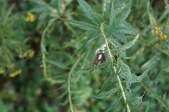 Botryosphaeria dothidea