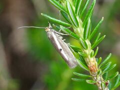 Scythris