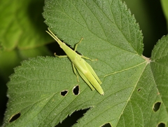 Atractomorpha sinensis