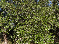 Quercus fusiformis