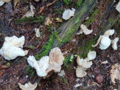 Hypomyces tremellicola