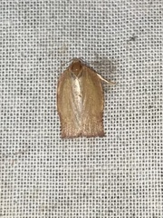 Sparganothis distincta