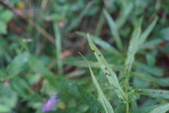 Asteromyia euthamiae
