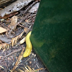 Ariolimax dolichophallus