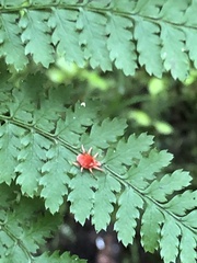 Trombidioidea