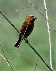 Sporophila cinnamomea