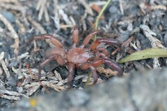 Antrodiaetus pacificus