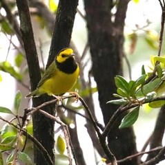 Setophaga citrina