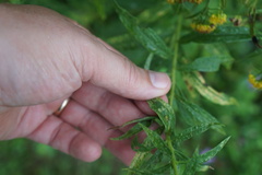 Asphondylia solidaginis