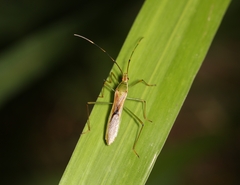 Leptocorisa chinensis