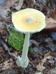 Amanita sinicoflava