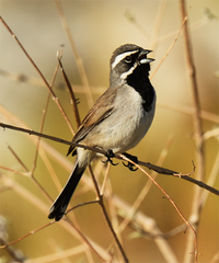 Amphispiza bilineata