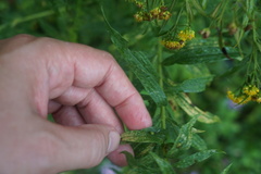 Asphondylia solidaginis