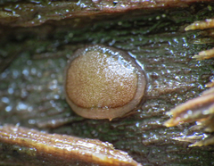 Adelphella babingtonii