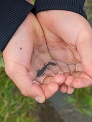 Ichthyosaura alpestris