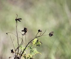 Desmanthus leptolobus