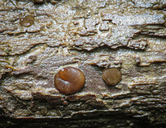 Adelphella babingtonii