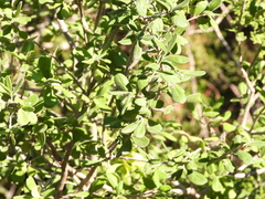 Diospyros texana