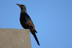 Onychognathus morio morio