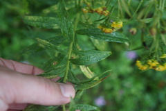 Asphondylia solidaginis